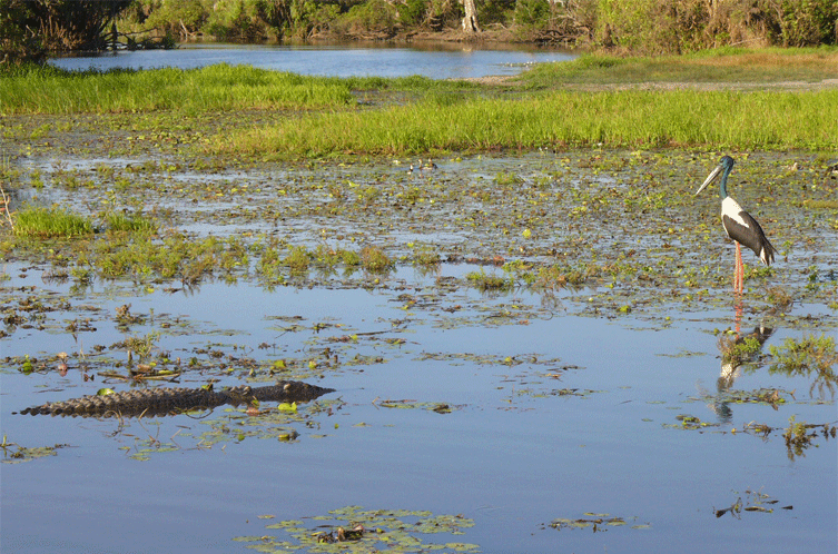 Copyright R berude- incredible photo of  the gentle and ruthless sides of nature in Kakadu