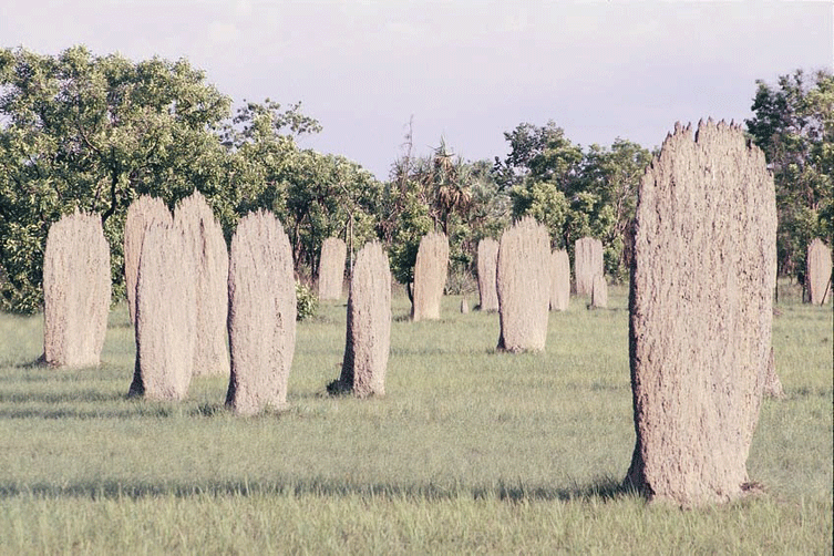The world famous termite mounds of Litchfield
