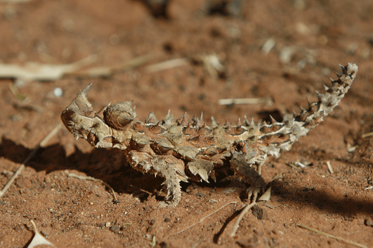 The fantastic Thorny Devil in the macdonnell ranges